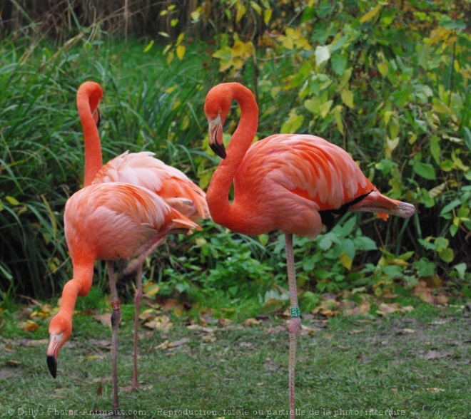 Photo de Flamand rose