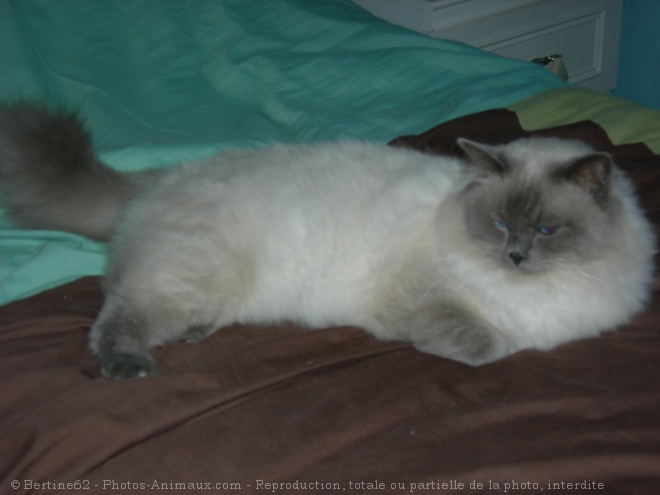 Photo de Ragdoll