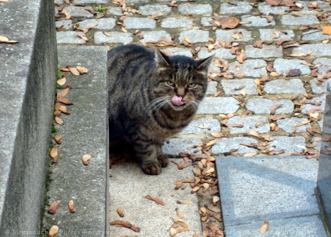 Photo de Chat domestique