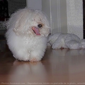 Photo de Coton de tulear