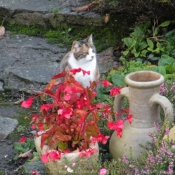 Photo de Chat domestique