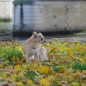 Photo de Chihuahua  poil long