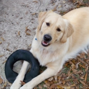 Photo de Golden retriever