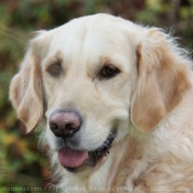 Photo de Golden retriever