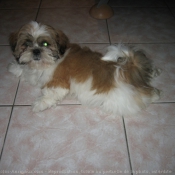 Photo de Shih tzu