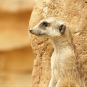 Photo de Suricate