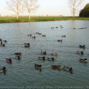 Photo de Canard