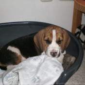 Photo de Beagle