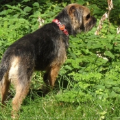 Photo de Border terrier