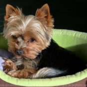 Photo de Yorkshire terrier