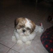 Photo de Shih tzu