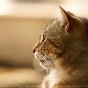 Photo de Chat domestique