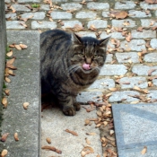 Photo de Chat domestique