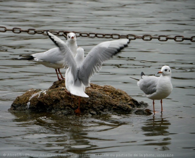 Photo de Mouette