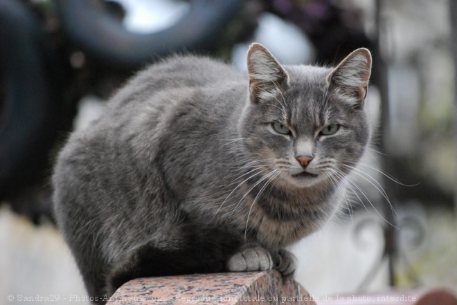 Photo de Chat domestique