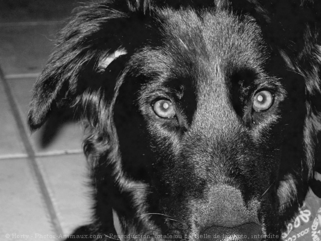 Photo de Border collie