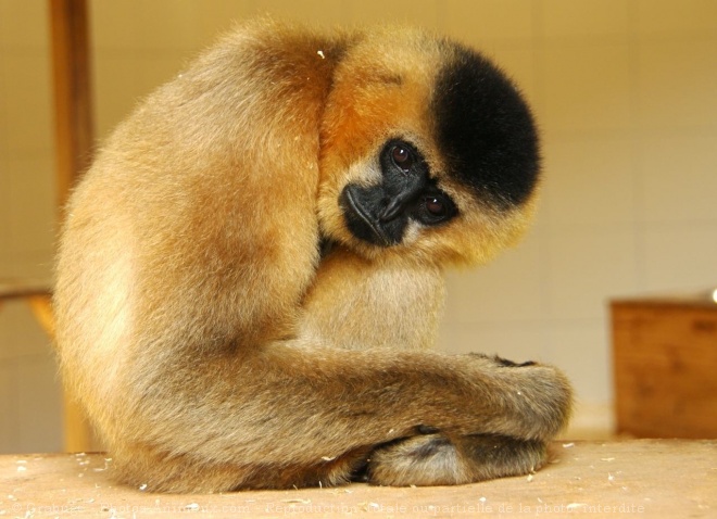 Photo de Singe - gibbon