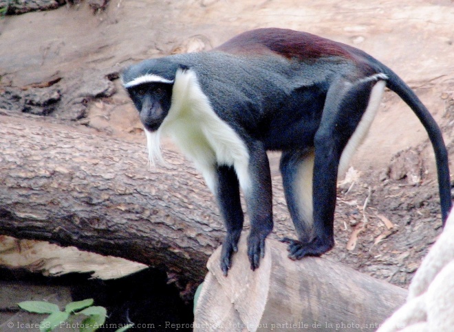 Photo de Singe - cercopithque