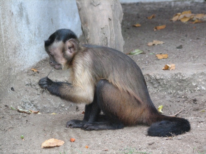 Photo de Singe - capucin