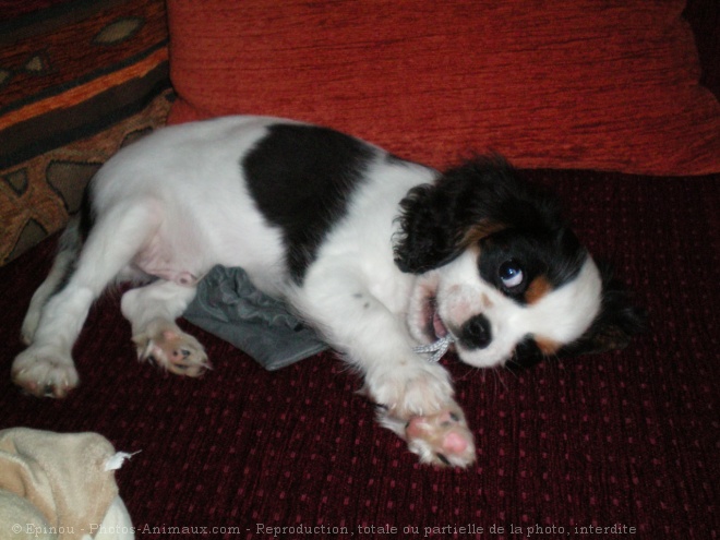 Photo de Cavalier king charles spaniel