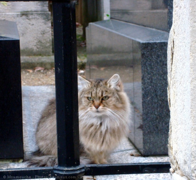 Photo de Chat domestique