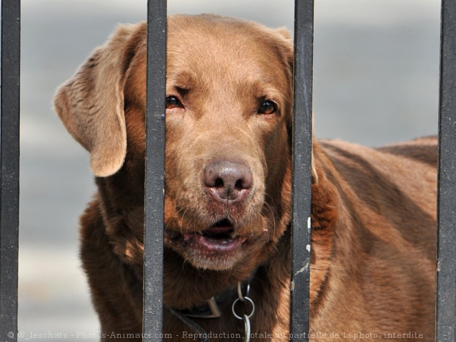 Photo de Labrador retriever