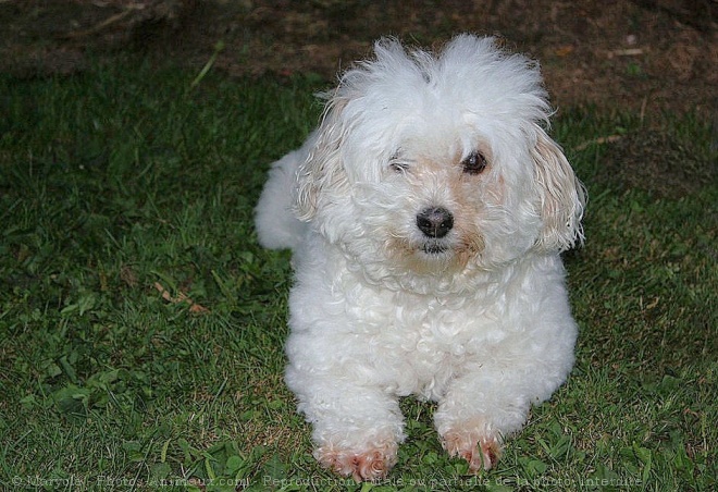 Photo de Coton de tulear