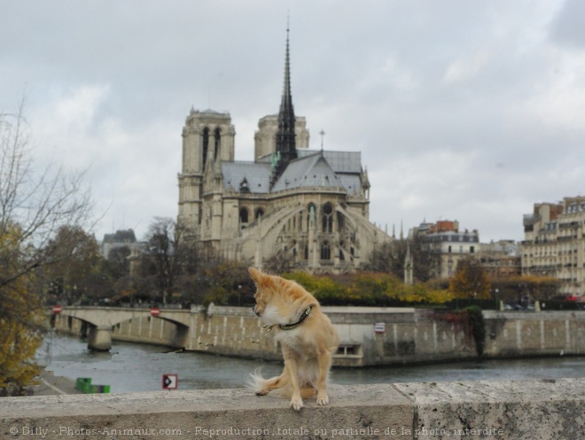 Photo de Chihuahua  poil long