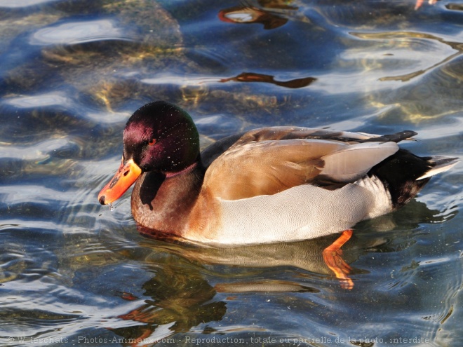 Photo de Canard colvert