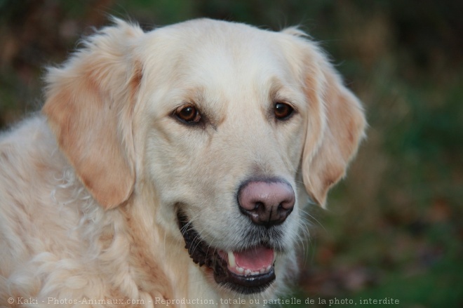 Photo de Golden retriever