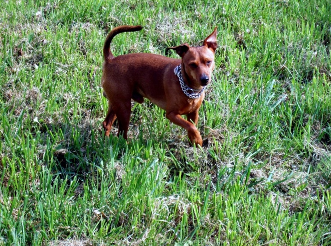 Photo de Pinscher allemand