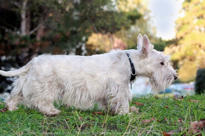 Photo de Scottish terrier