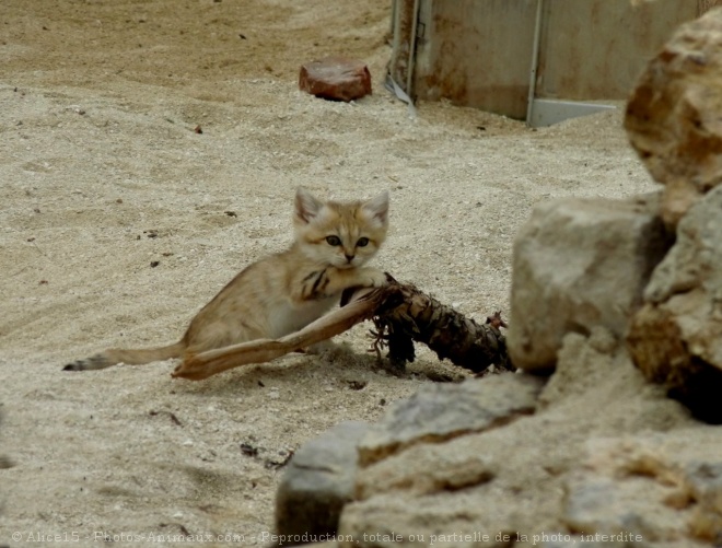 Photo de Chat des sables