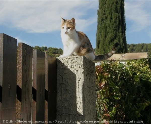 Photo de Chat domestique