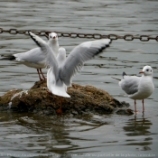 Photo de Mouette