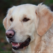 Photo de Golden retriever