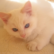 Photo de Ragdoll