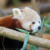 Photo de Panda roux