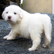 Photo de Chien de montagne des pyrnes