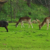 Photo de Races diffrentes