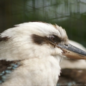 Photo de Martin chasseur gant