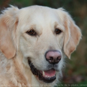 Photo de Golden retriever