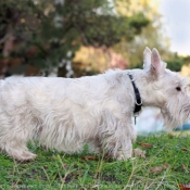 Photo de Scottish terrier