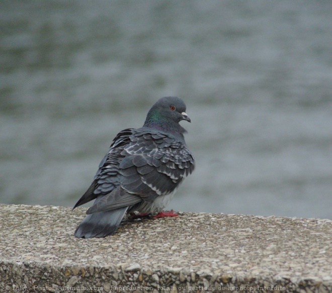 Photo de Pigeon