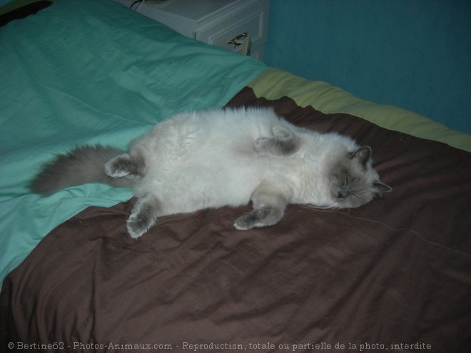 Photo de Ragdoll