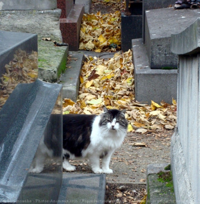 Photo de Chat domestique