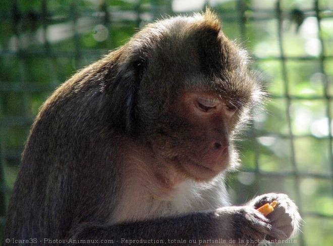 Photo de Singe - macaque