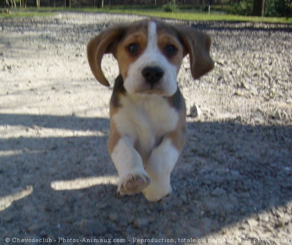 Photo de Beagle