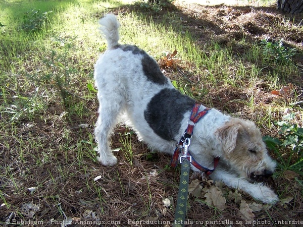 Photo de Fox terrier  poil dur