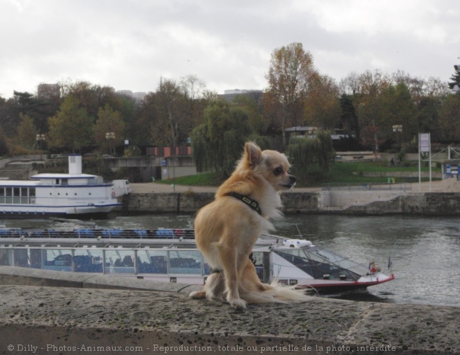 Photo de Chihuahua  poil long